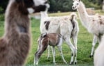 Coronavirus: Llamas provide key to immune therapy